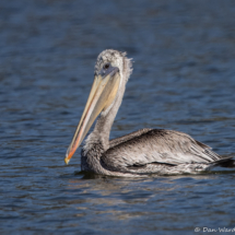 Brown Pelican-06