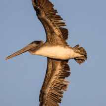 Brown Pelican-06