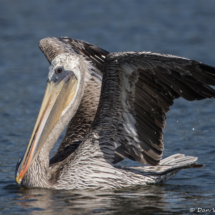 Brown Pelican-09