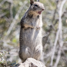 California ground squirrel-01