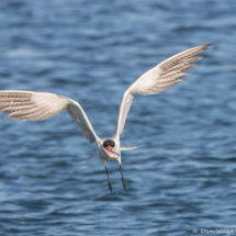 Caspian Tern-01