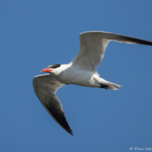 Caspian Tern-02