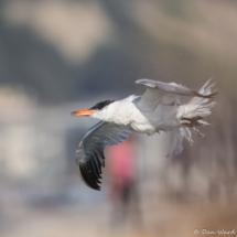 Caspian Tern-02