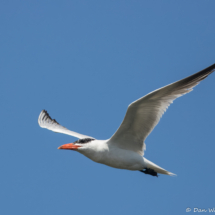 Caspian Tern-04