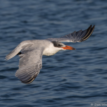 Caspian Tern-08