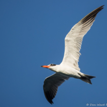 Caspian Tern-09