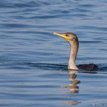 Double-crested Cormorant-02