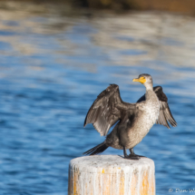 Double-crested Cormorant-03