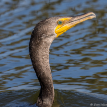 Double-crested Cormorant-04