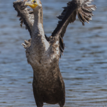 Double-crested Cormorant-07