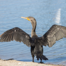 Double-crested Cormorant-09