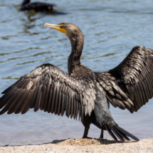 Double-crested Cormorant-20