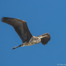 Great Blue Heron-01