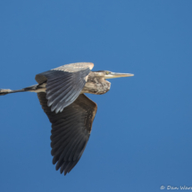 Great Blue Heron-02