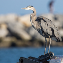 Great Blue Heron-02