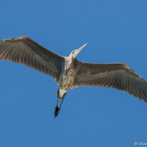 Great Blue Heron-03