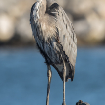 Great Blue Heron-03