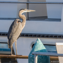 Great Blue Heron-05