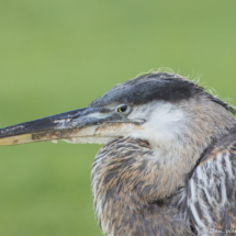 Great Blue Heron-10