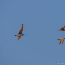 Long-billed Curlew-01