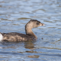 Pied-billed Grebe-01