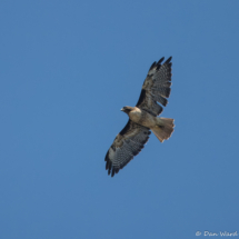 Red-tailed Hawk-02