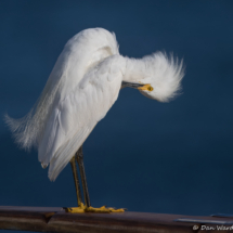 Snowy White Egret-01