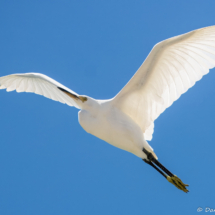 Snowy White Egret-02