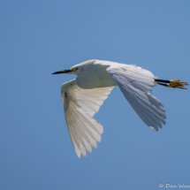 Snowy White Egret-03