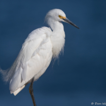 Snowy White Egret-03