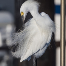 Snowy White Egret-09