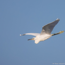 Snowy White Egret-11