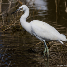 Snowy White Egret-13