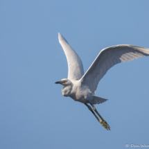 Snowy White Egret-13