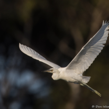 Snowy White Egret-15