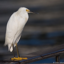 Snowy White Egret-16