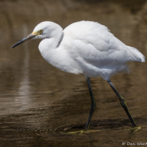 Snowy White Egret-24