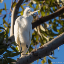 Snowy White Egret-24