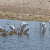 Snowy White Egrets-01