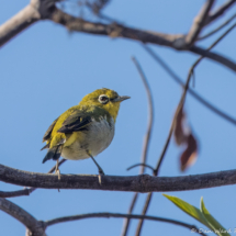 Swinhoe's White-eye-01