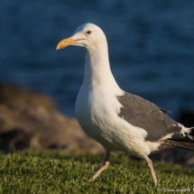 Western Gull-04