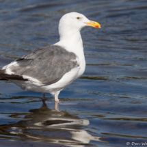 Western Gull-05