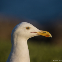 Western Gull-05