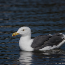 Western Gull-09