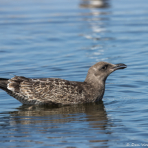 Western Gull-15