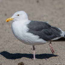 Western Gull-22