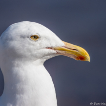 Western Gull-25