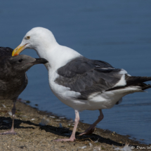 Western Gulls-01