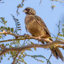 Abert's Towhee-02