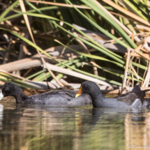 American Coot & Common Gallinule-01